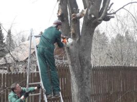 Обрезка и спил деревьев, кронирование, расчистка участка в Симферополе